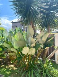 Sunset Way (D21), Detached #461783171